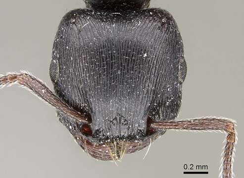 Image of Tetramorium solidum Emery 1886