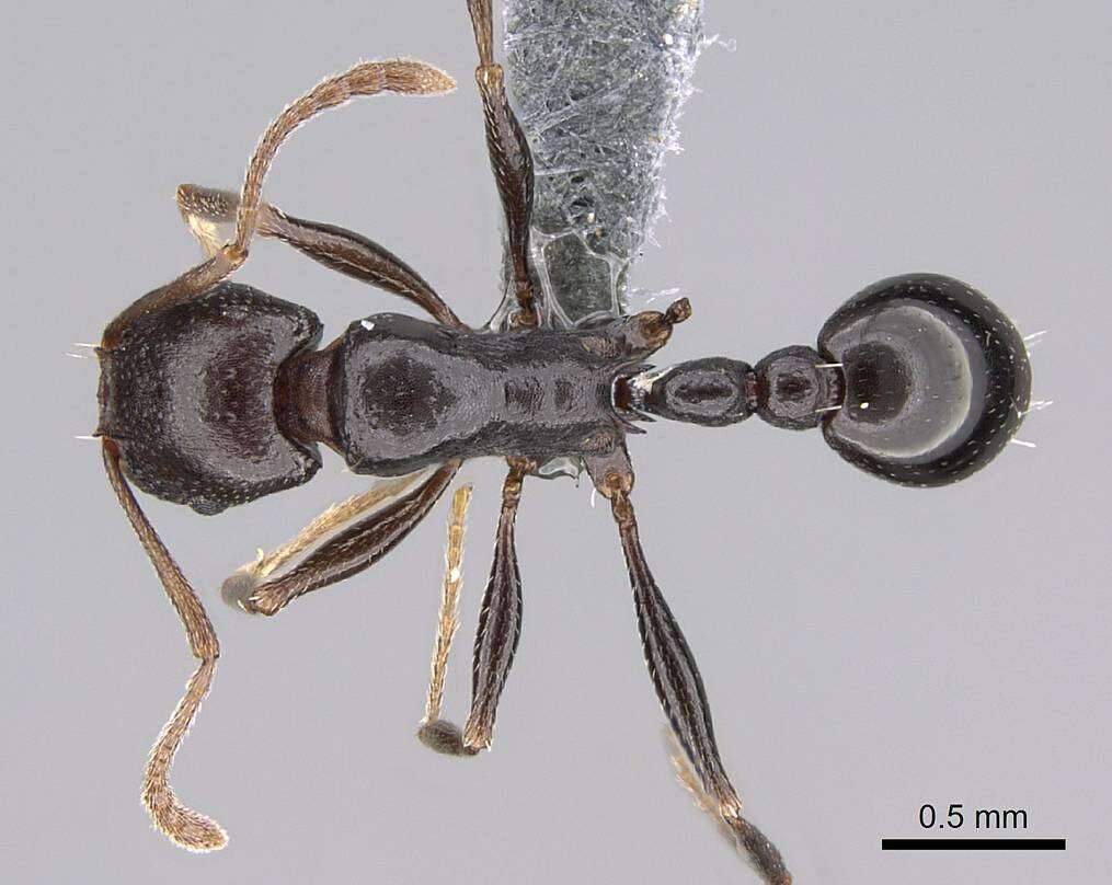 Image of Tetramorium