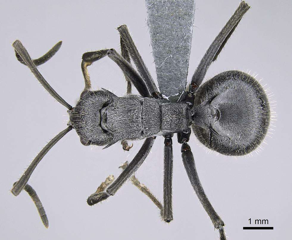 Image of Polyrhachis schistacea (Gerstaecker 1859)