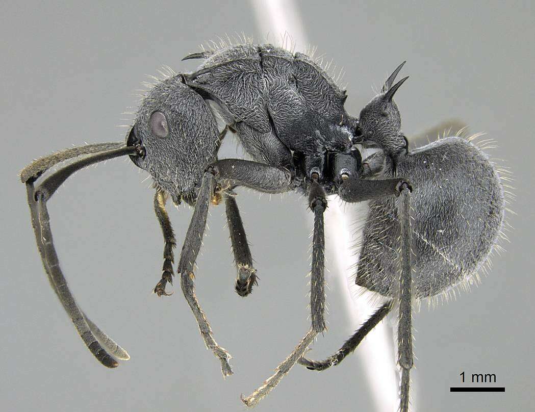 صورة Polyrhachis schistacea (Gerstaecker 1859)