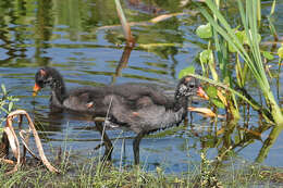 Image of Common Gallinule