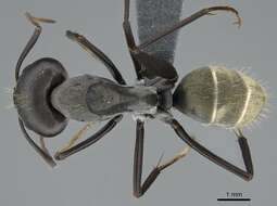 صورة Camponotus cinctellus (Gerstaecker 1859)