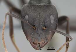 صورة Camponotus cinctellus (Gerstaecker 1859)