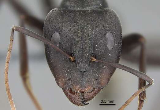 صورة Camponotus cinctellus (Gerstaecker 1859)