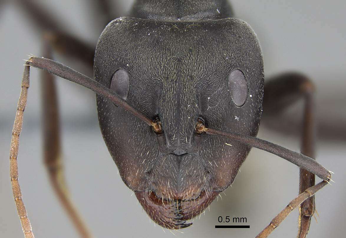 Plancia ëd Camponotus cinctellus (Gerstaecker 1859)