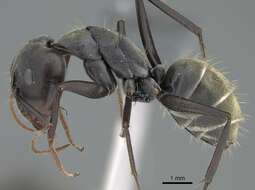 صورة Camponotus cinctellus (Gerstaecker 1859)