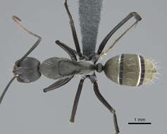 صورة Camponotus cinctellus (Gerstaecker 1859)