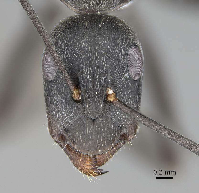 صورة Camponotus cinctellus (Gerstaecker 1859)