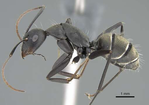 صورة Camponotus cinctellus (Gerstaecker 1859)