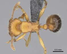 Image of Tetramorium capense Mayr 1865