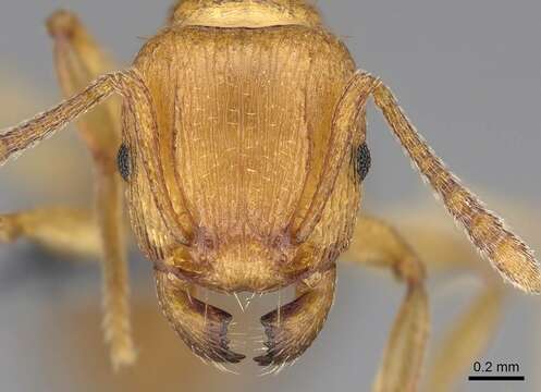 Image of Tetramorium capense Mayr 1865