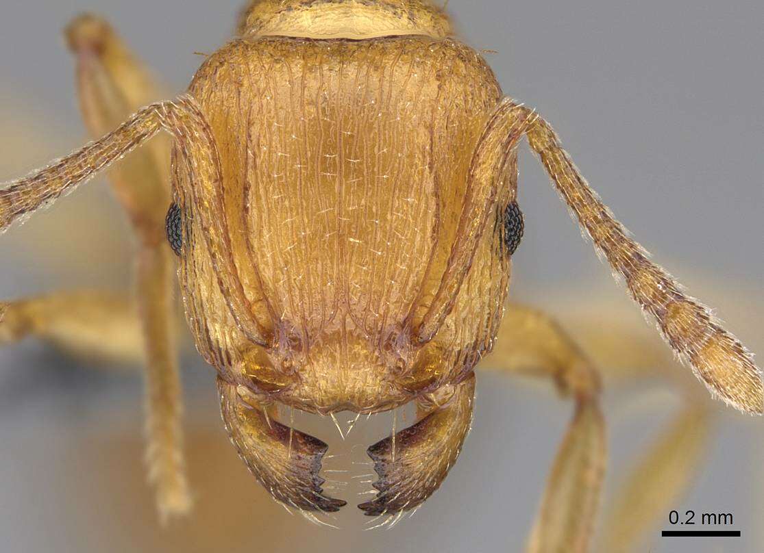 Image of Tetramorium capense Mayr 1865