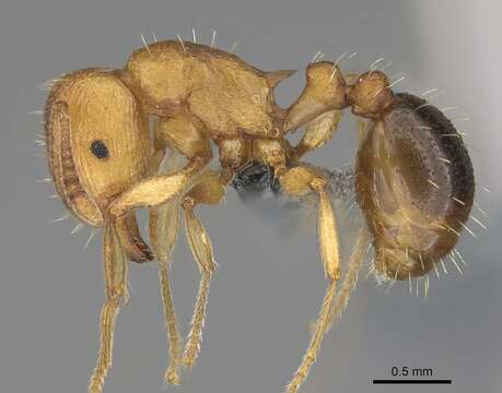 Image of Tetramorium capense Mayr 1865