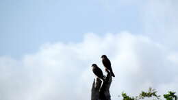 Image of American Kestrel