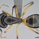 Image of Camponotus bianconii Emery 1895
