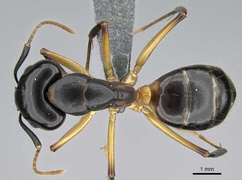 Слика од Camponotus bianconii Emery 1895