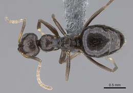 Image of Lepisiota capensis (Mayr 1862)