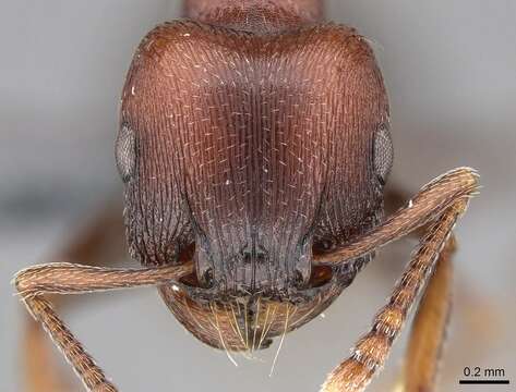 Image of Tetramorium solidum Emery 1886