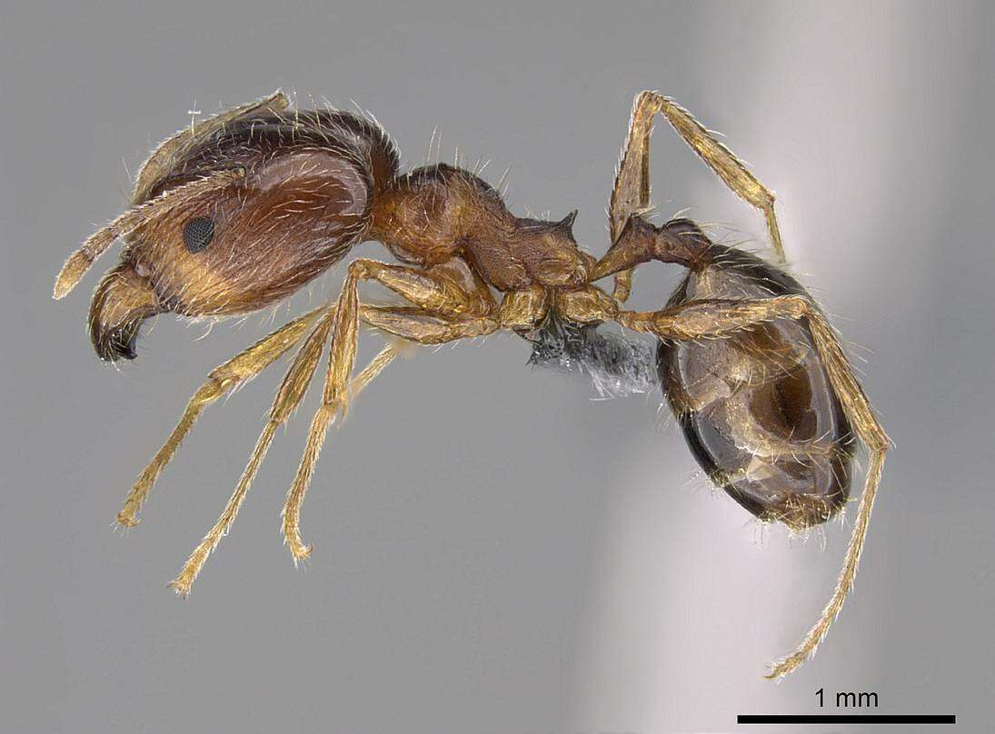 Plancia ëd Pheidole tenuinodis Mayr 1901