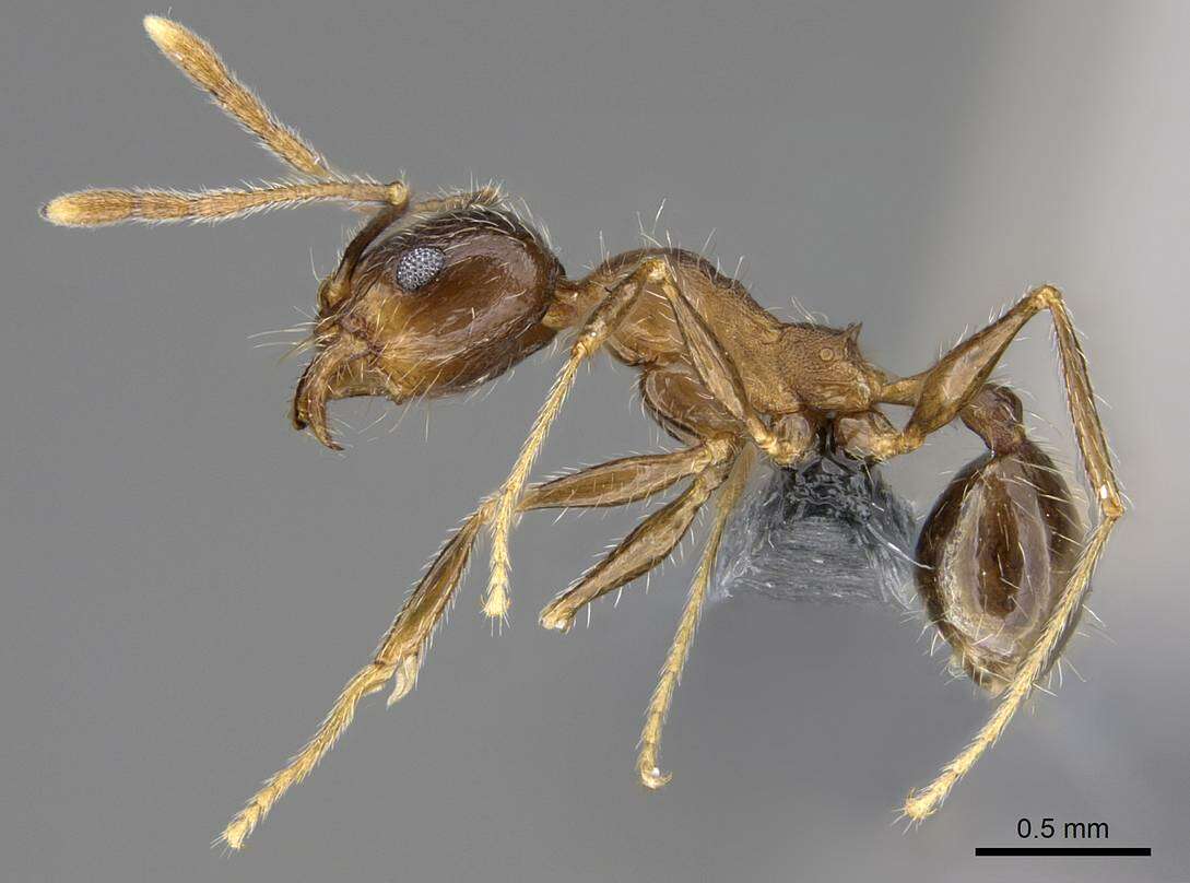 Plancia ëd Pheidole tenuinodis Mayr 1901