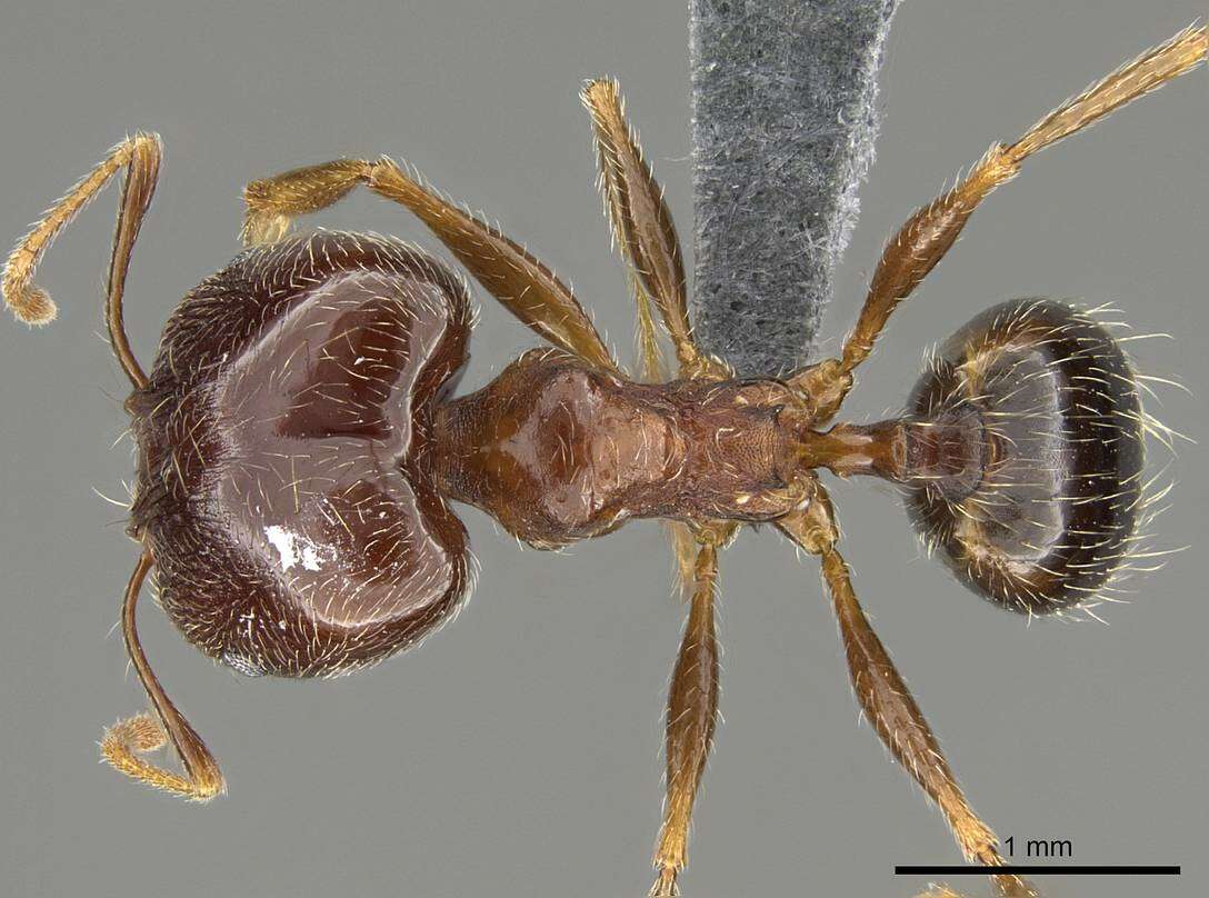 Image of Pheidole