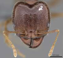 Image of Pheidole