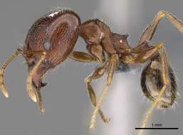 Image of Pheidole