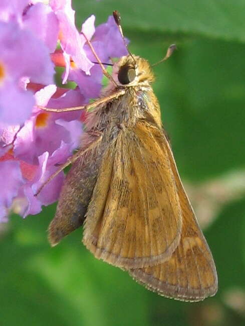 Atalopedes campestris Boisduval 1852 resmi