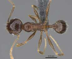 Image of Pheidole