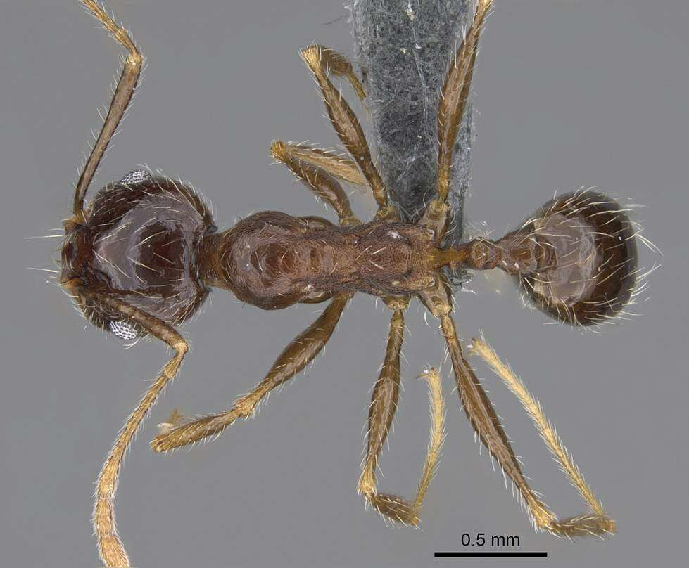 Image of Pheidole