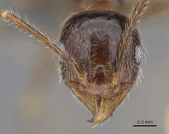 Image of Pheidole