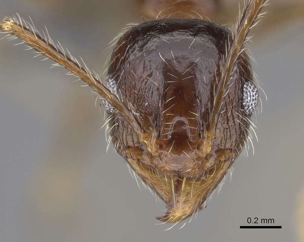 Image of Pheidole