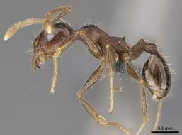 Image of Pheidole