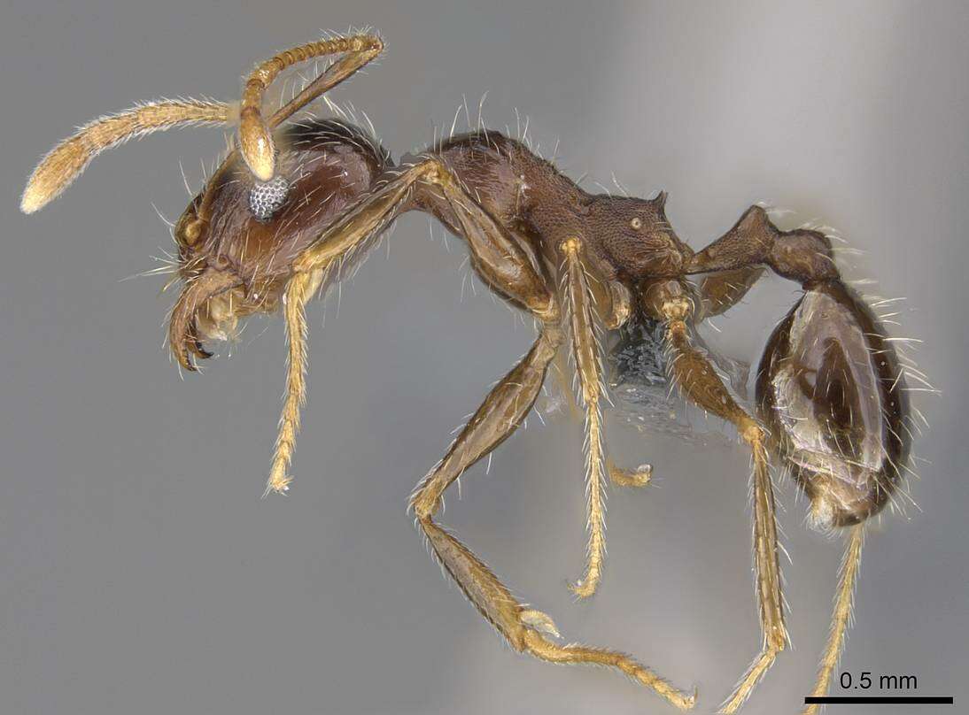 Image of Pheidole