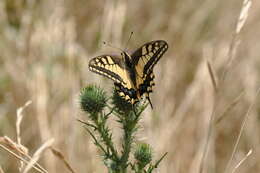 Image of Old World Swallowtail