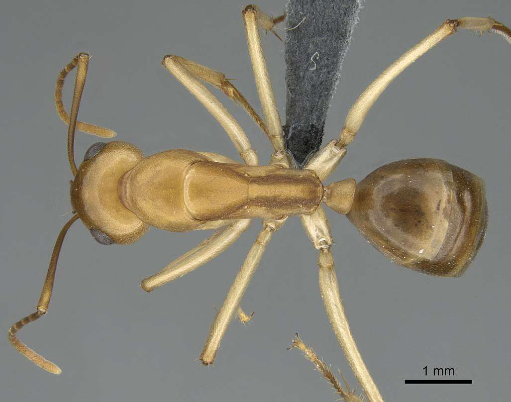 Image of Camponotus cuneiscapus Forel 1910