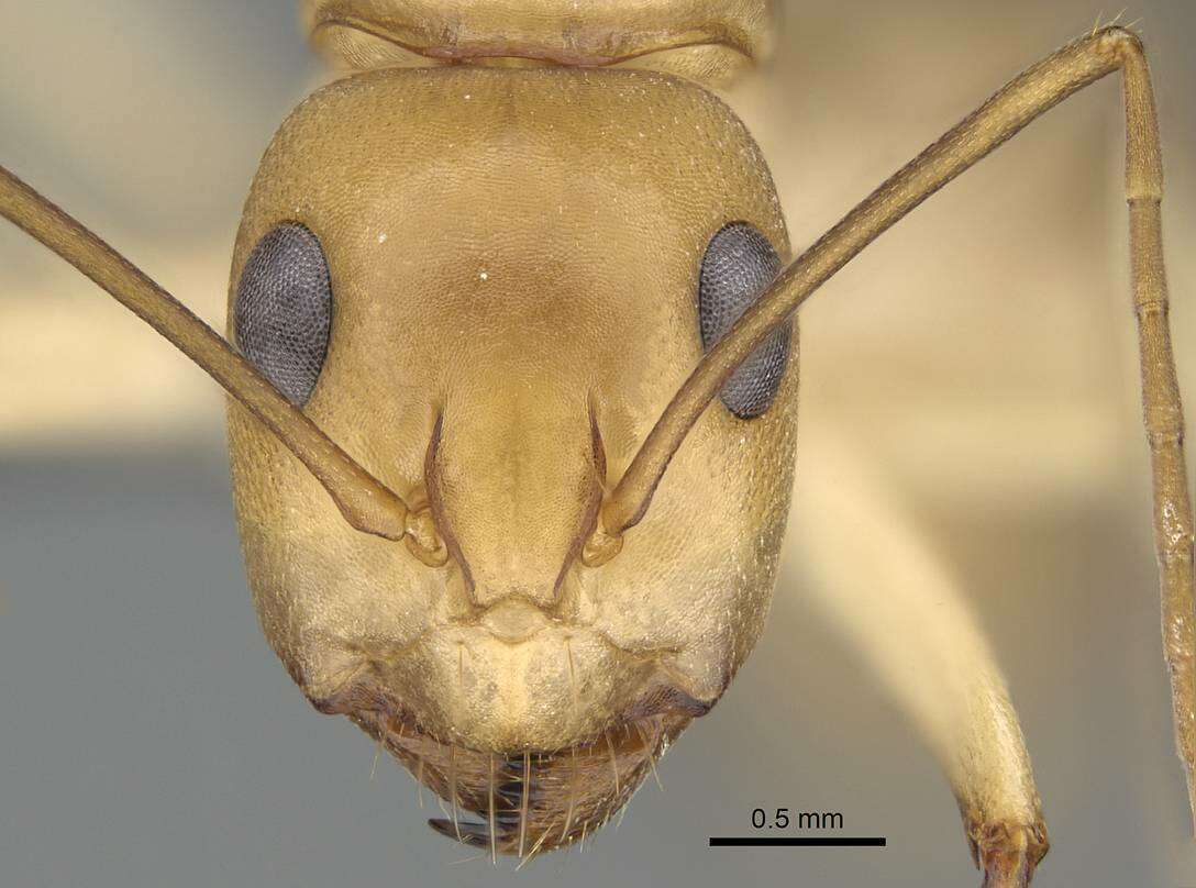 Image of Camponotus cuneiscapus Forel 1910