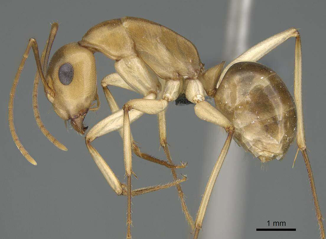 Image of Camponotus cuneiscapus Forel 1910