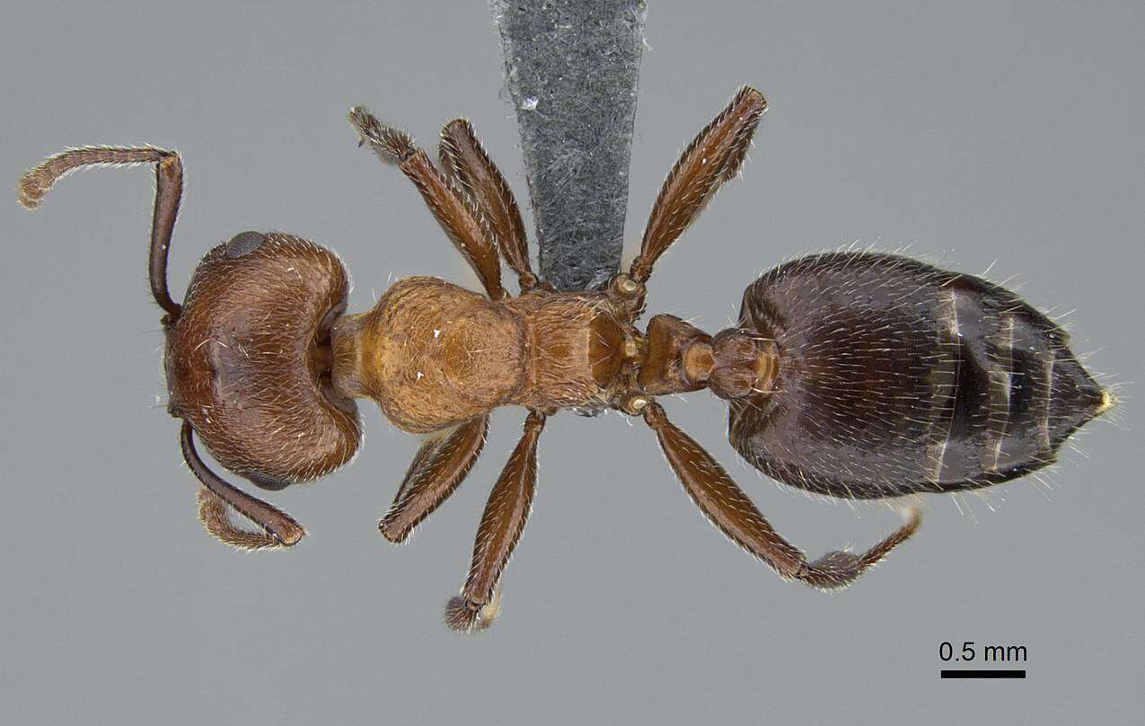 Image of Crematogaster melanogaster Emery 1895