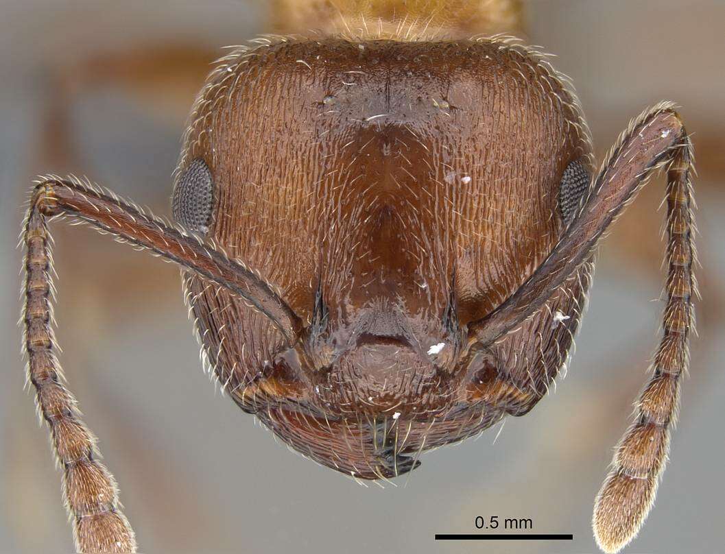 Image of Crematogaster melanogaster Emery 1895