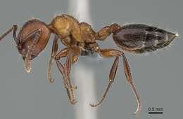 Image of Crematogaster melanogaster Emery 1895