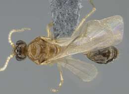 Image of Trichomyrmex destructor