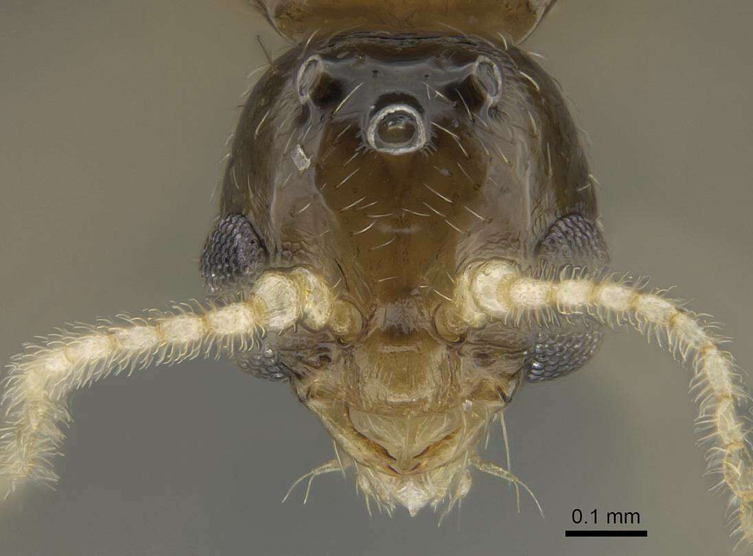 Image of Trichomyrmex destructor