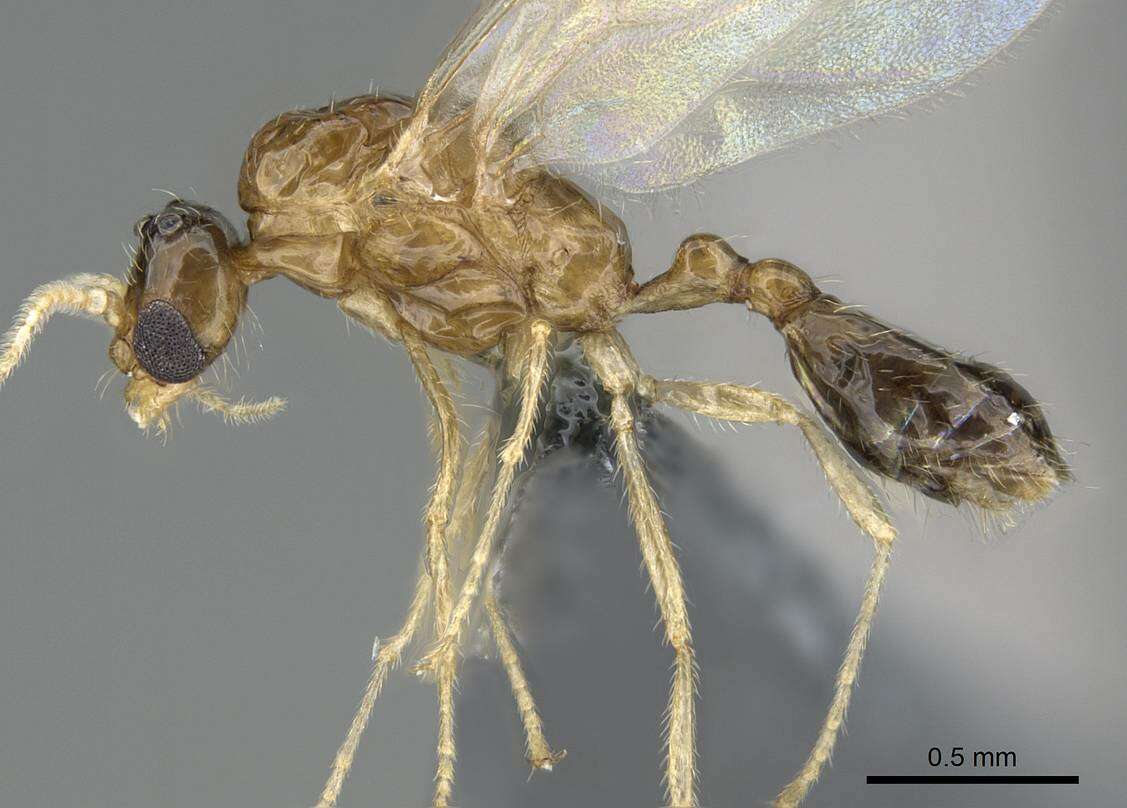 Image of Trichomyrmex destructor
