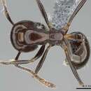 Image of Monomorium excelsior Arnold 1926