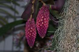 Image de Robiquetia cerina (Rchb. fil.) Garay