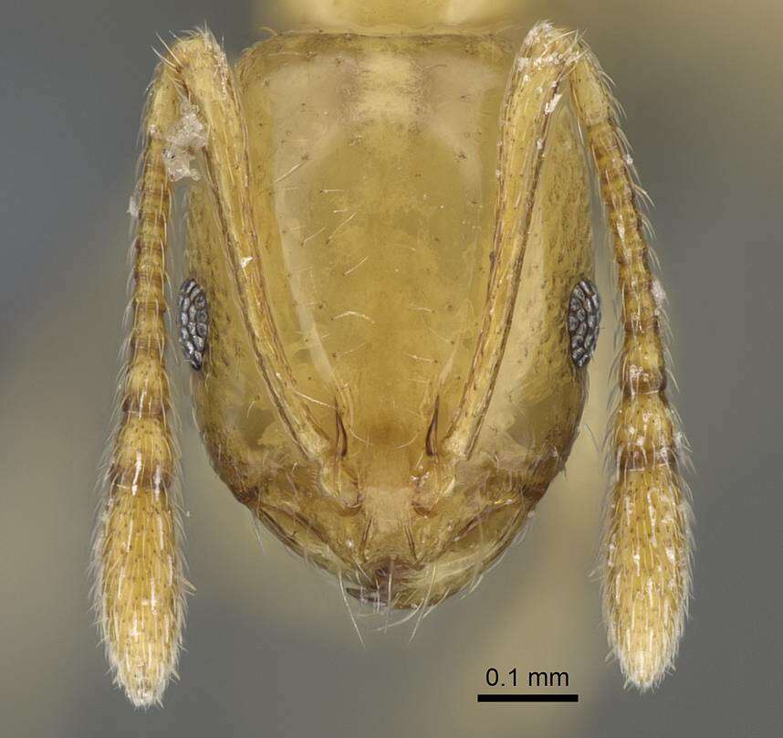 Слика од Monomorium rhopalocerum Emery 1895