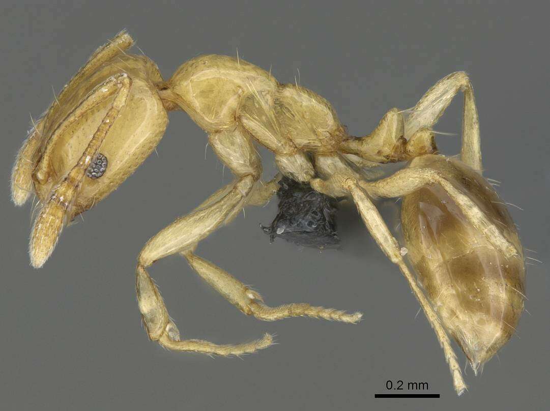 Image of Monomorium rhopalocerum Emery 1895