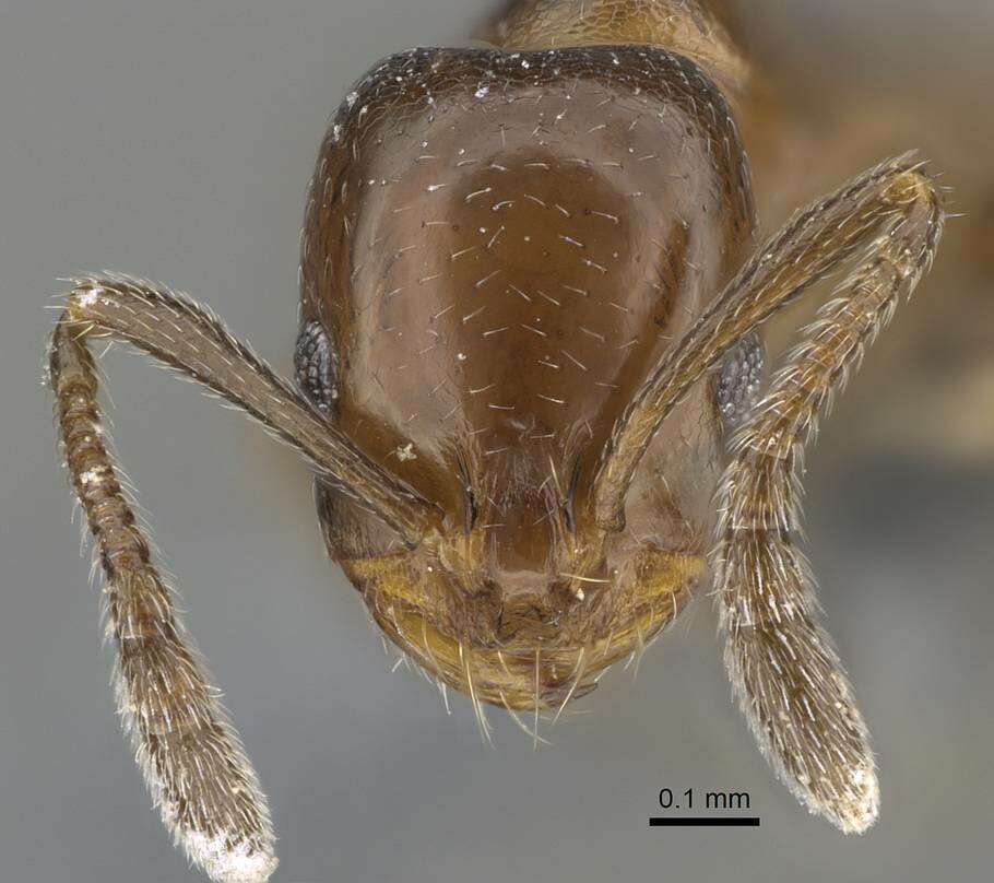 Image of Monomorium esharre Bolton 1987