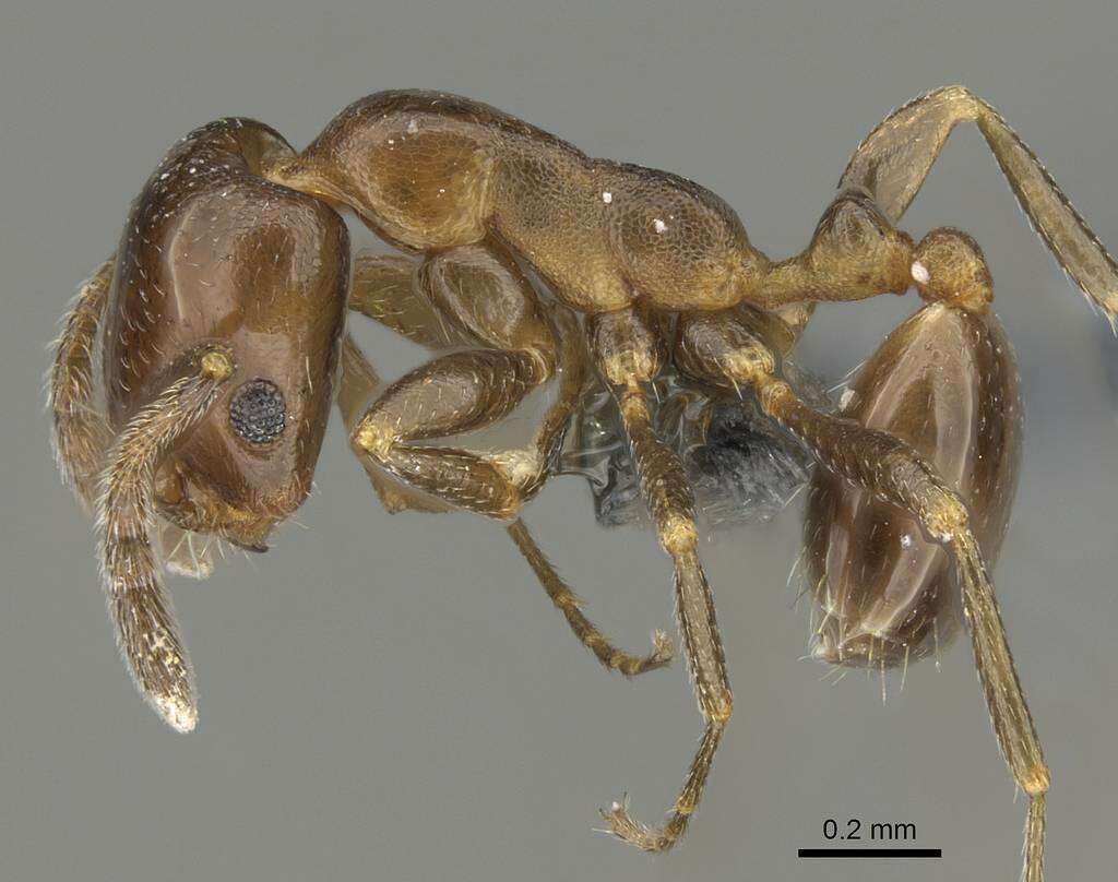 Image of Monomorium esharre Bolton 1987